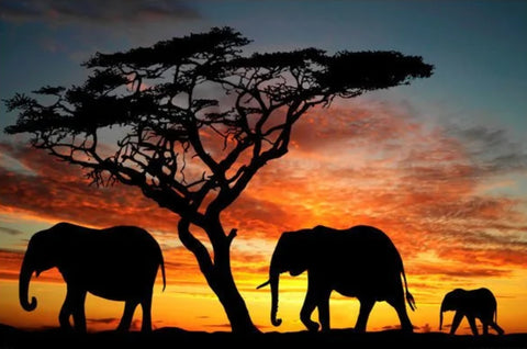 ELEPHANTS – AFRICAN SUNSET Poster