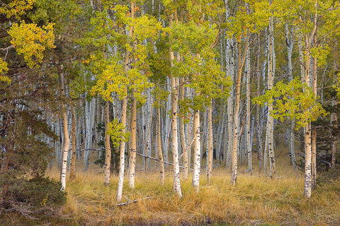 June Lake Aspen by John Gavrilis