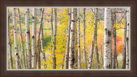 Autumn Woods Framed