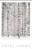 Ansel Adams - Pine Forest in the Snow, Yosemite National Park Vintage Poster 24 x 36
