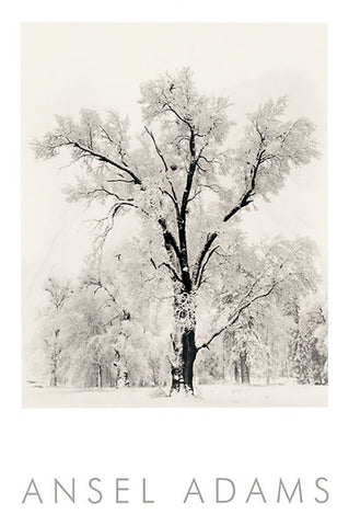 Ansel Adams - Oak Tree, Snowstorm, 1948 - Vintage Poster 24 x 36