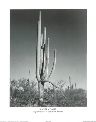 Ansel Adams, Saguaro National Monument, Arizona, 1941, Vintage Poster, 16 x 20 inches
