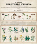 Poisonous mushrooms: Irritating poisons (1840–1850) print by George Edward Madeley. - Vintage Style Photo Poster Only