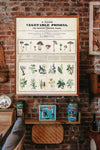 Poisonous mushrooms: Irritating poisons (1840–1850) print by George Edward Madeley. - Vintage Style Photo Poster Only