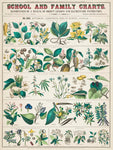 School and Family Charts, No. XXII. botanical: Economical Uses of Plants (c.1890) by Marcius Willson and Norman A. Calkins - Poster Only