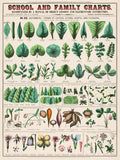 School and Family Charts, No. XIX. Botanical: forms of leaves, stems, roots,and Flowers by Marcius Willson and Norman A. Calkins Poster Only