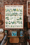 School and Family Charts, No. XXII. botanical: Economical Uses of Plants (c.1890) by Marcius Willson and Norman A. Calkins - Poster Only