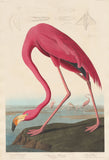 American Flamingo 1838 by Robert Havell after John James Audubon