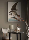Fish Hawk 1830 by Robert Havell after John James Audubon