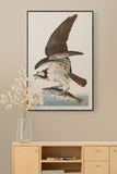 Fish Hawk 1830 by Robert Havell after John James Audubon