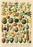 Fruits and Vegetables by Adolphe Millot, Vintage Print