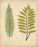 Cottage Ferns - Botanical Print - Set of Four - Vintage Flower Prints