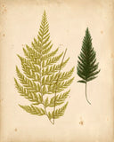 Cottage Ferns - Botanical Print - Set of Four - Vintage Flower Prints