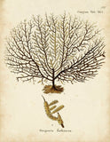 Esper Sea Fans - Botanical Print - Set of Six - Vintage Spa Prints
