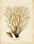 Esper Sea Fans - Botanical Print - Set of Six - Vintage Spa Prints