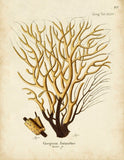 Esper Sea Fans - Botanical Print - Set of Six - Vintage Spa Prints