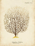Esper Sea Fans - Botanical Print - Set of Six - Vintage Spa Prints