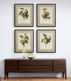Redoute's Fruit - Botanical Print - Set of Four - Vintage Fruit Prints