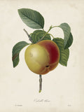 Redoute's Fruit - Botanical Print - Set of Four - Vintage Fruit Prints