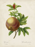 Redoute's Fruit - Botanical Print - Set of Four - Vintage Fruit Prints