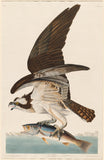 Fish Hawk 1830 by Robert Havell after John James Audubon