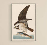 Fish Hawk 1830 by Robert Havell after John James Audubon
