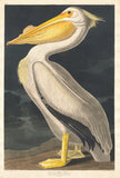 American White Pelican 1836 by Robert Havell after John James Audubon