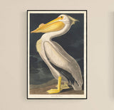 American White Pelican 1836 by Robert Havell after John James Audubon