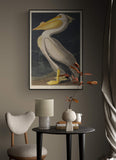 American White Pelican 1836 by Robert Havell after John James Audubon
