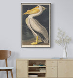 American White Pelican 1836 by Robert Havell after John James Audubon