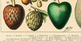 Fruits and Vegetables by Adolphe Millot, Vintage Print