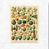 Fruits and Vegetables by Adolphe Millot, Vintage Print