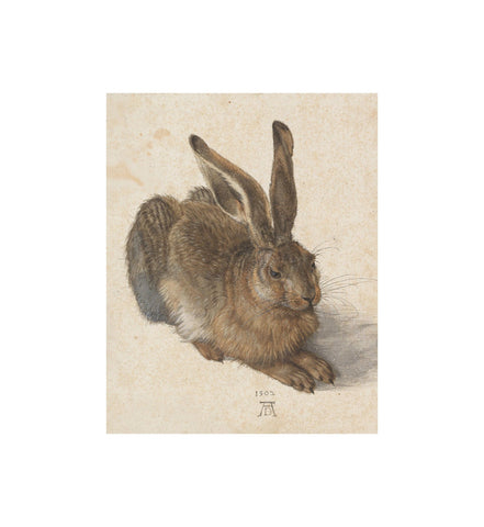 Young Hare by Artist Albrecht Durer