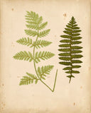 Cottage Ferns - Botanical Print - Set of Four - Vintage Flower Prints