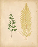 Cottage Ferns - Botanical Print - Set of Four - Vintage Flower Prints