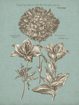 Chambray - Botanical Print - Set of Four - Vintage Flower Prints
