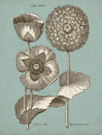 Chambray - Botanical Print - Set of Four - Vintage Flower Prints