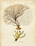 Esper Sea Fans - Botanical Print - Set of Six - Vintage Spa Prints