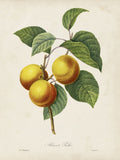 Redoute's Fruit - Botanical Print - Set of Four - Vintage Fruit Prints