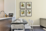 Redoute's Fruit - Botanical Print - Set of Four - Vintage Fruit Prints