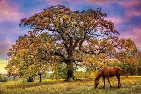 Under The Old Oak Tree by Celebrate Life Gallery